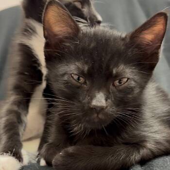 Domestic Short Hair Cats Available for Adoption in Middlebury, Vermont - Dante | PetCurious