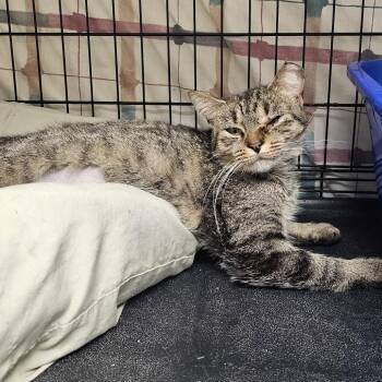 Maple -  Domestic Short Hair Cat for Adoption in Monroe, Michigan - Maple | PetCurious