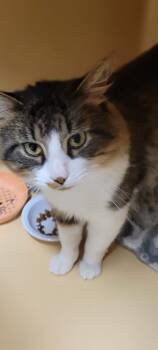 Rescue Domestic Medium Hair Cats for Adoption in Windsor, Connecticut - Champion Boy | PetCurious
