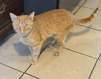 Little My -  Tabby Cat Available for Adoption in Midland, Michigan - Little My | PetCurious
