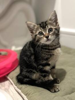 Sundance -  Domestic Short Hair Cat for Adoption in Darien, Connecticut - Sundance | PetCurious