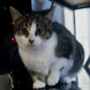 Milo -  Domestic Short Hair Cat for Adoption in Ashland, Virginia - Milo | PetCurious