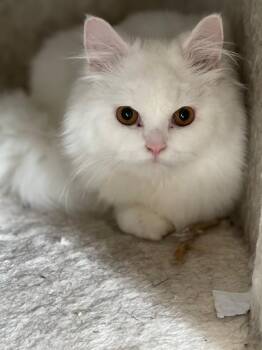 Rescue Persian Cats for Adoption in Snow Hill, Maryland - Frost | PetCurious