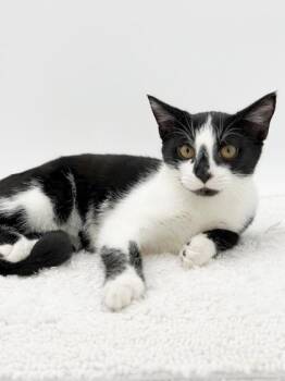Juno -  Domestic Short Hair Cat for Adoption in Bowling Green, Kentucky - Juno | PetCurious