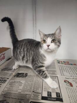 Rescue Domestic Short Hair and Tabby Cats for Adoption in Lexington, Tennessee - BUSTER | PetCurious