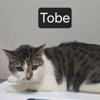 Domestic Short Hair Cats Available for Adoption in Snow Hill, North Carolina - Tobe | PetCurious