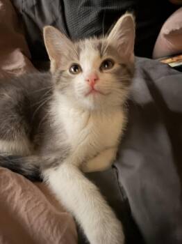 Domestic Short Hair Cats Available for Adoption in Rock Falls, Illinois - Hamnet | PetCurious