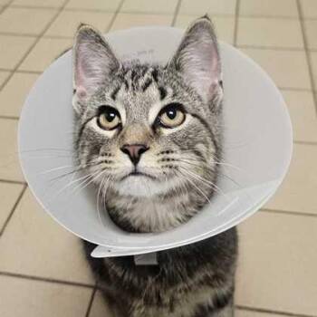 Domestic Short Hair Cats Available for Adoption in Jackson, Michigan - Clyde | PetCurious