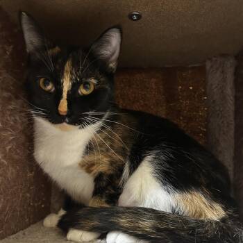 Domestic Short Hair Cats Available for Adoption in Boston, Massachusetts - Mable | PetCurious