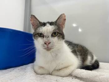 Domestic Short Hair Cats Available for Adoption in Raleigh, North Carolina - Eliana | PetCurious