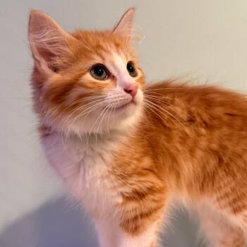 Apple Jack -  Domestic Long Hair Cat for Adoption in Mebane, North Carolina - Apple Jack | PetCurious