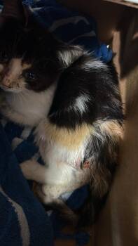 Haven -  Domestic Short Hair Cat for Adoption in Portland, Indiana - Haven | PetCurious