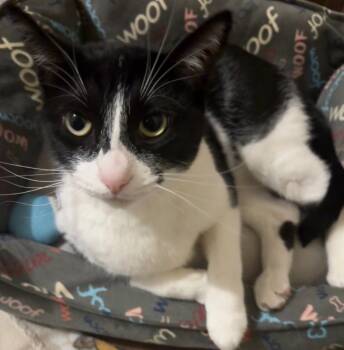 Rescue Domestic Short Hair Cats for Adoption in Corpus Christi, Texas - Nessa | PetCurious