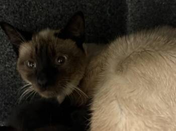 BARN MERMAID -  Domestic Short Hair Cat for Adoption in Colorado Springs, Colorado - BARN MERMAID | PetCurious