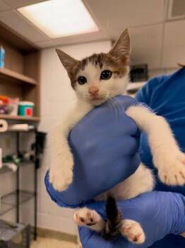 Floor is Lava -  Domestic Short Hair Cat for Adoption - Floor Is Lava | PetCurious