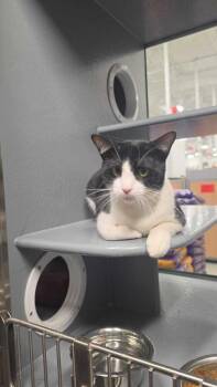 Piri -  Domestic Short Hair Cat for Adoption in Naranjito, Naranjito - Piri | PetCurious