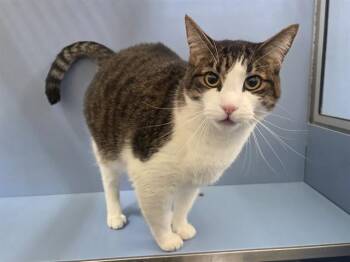 BRIAN -  Domestic Short Hair Cat for Adoption in Martinez, California - BRIAN | PetCurious