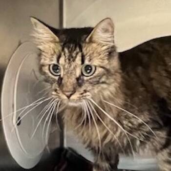 Rescue Domestic Medium Hair Cats for Adoption in Cumming, Georgia - Chanel (FKA Whitney) | PetCurious