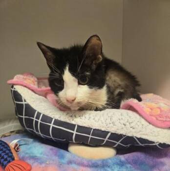 Stevie -  Domestic Short Hair Cat for Adoption in Phoenixville, Pennsylvania - Stevie | PetCurious