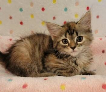 Miss Demeanor -  Domestic Short Hair Cat for Adoption in King William, Virginia - Miss Demeanor | PetCurious