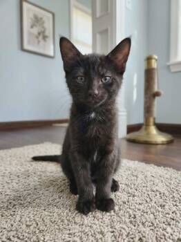 Domestic Short Hair Cats Available for Adoption in Minneapolis, Minnesota - Velour | PetCurious