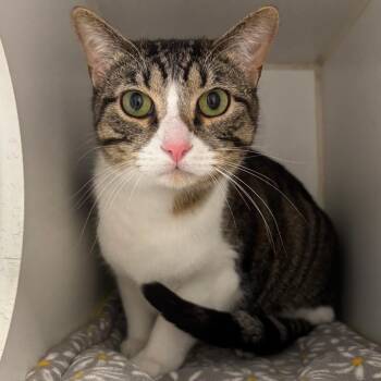 Domestic Short Hair Cats Available for Adoption - Tangerine | PetCurious