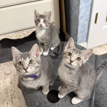 Aristocats -  Domestic Short Hair Cat for Adoption in Frederick, Maryland - Aristocats | PetCurious