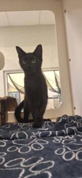 Fruitcake -  Domestic Short Hair Cat for Adoption in Vero Beach, Florida - Fruitcake | PetCurious