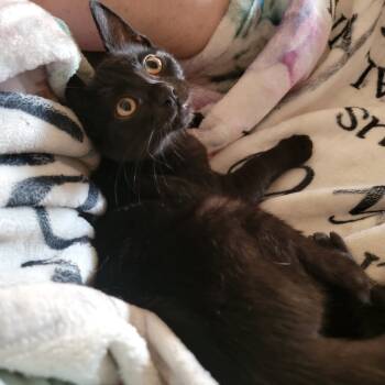 Rescue Domestic Short Hair Cats for Adoption in Dallas, Texas - Velvet - TT 2 | PetCurious