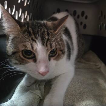 Domestic Short Hair Cats Available for Adoption in Pasadena, California - Tedward | PetCurious