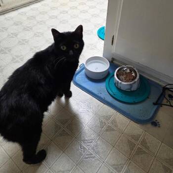 DeVito -  Domestic Short Hair Cat for Adoption in Ramona, California - DeVito | PetCurious