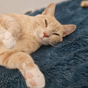Peg -  Domestic Short Hair Cat for Adoption in Lakewood, Colorado - Peg | PetCurious