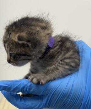 Ring -  Domestic Short Hair Cat for Adoption in Roseville, California - Ring | PetCurious