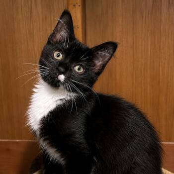 Beast Boy -  Domestic Long Hair Cat for Adoption in Pontiac, Michigan - Beast Boy | PetCurious