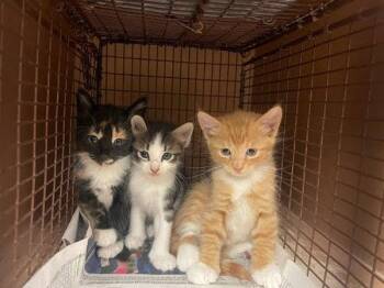 MacAroni -  Domestic Short Hair Cat for Adoption in Austin, Texas - MacAroni | PetCurious