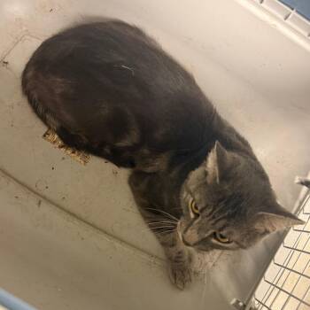 Poptart -  Domestic Short Hair Cat for Adoption in Philadelphia, Pennsylvania - Poptart | PetCurious