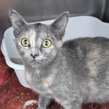 Kiara -  Domestic Short Hair Cat for Adoption in Corydon, Indiana - Kiara | PetCurious