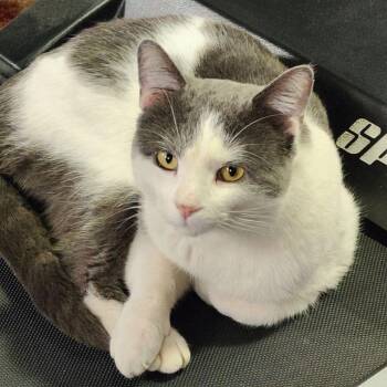 Domestic Short Hair Cats Available for Adoption - Kenny | PetCurious