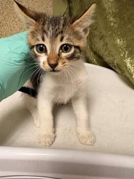 Domestic Short Hair Cats Available for Adoption in Riverside, California - KK | PetCurious