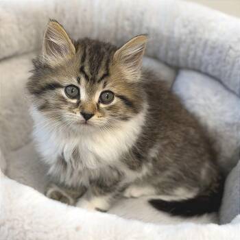 Roy Kent -  Domestic Long Hair Cat Available for Adoption in Greensboro, Georgia - Roy Kent | PetCurious