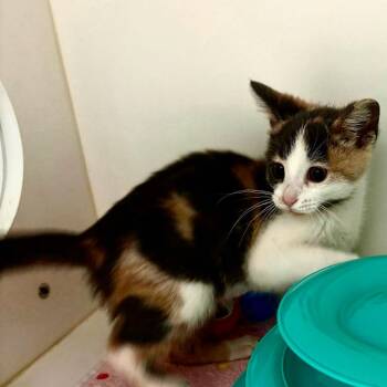 Tuni -  Domestic Short Hair Cat for Adoption in Nashville, Tennessee - Tuni | PetCurious