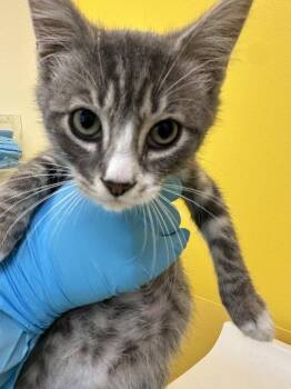 Genesis -  Domestic Short Hair Cat for Adoption in Raleigh, North Carolina - Genesis | PetCurious