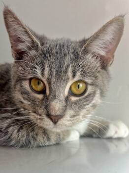 Blueberry -  Domestic Short Hair Cat for Adoption in Chandler, Arizona - Blueberry | PetCurious