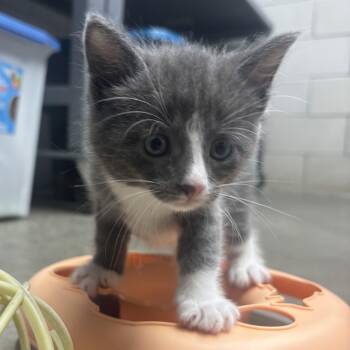 Niko -  Domestic Short Hair Cat for Adoption in Waynesburg, Pennsylvania - Niko | PetCurious