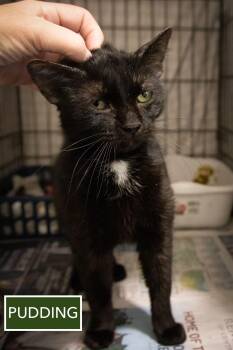 Domestic Short Hair Cats Available for Adoption - Pudding (f) (FCID# 01/12/2026 - 81 Trainer) | PetCurious