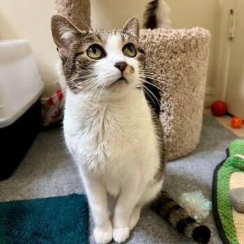 Tabby and Domestic Short Hair Cats Available for Adoption - Crash | PetCurious