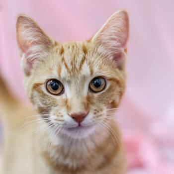 Domestic Short Hair Cats Available for Adoption in Lynchburg, Virginia - Cheese | PetCurious