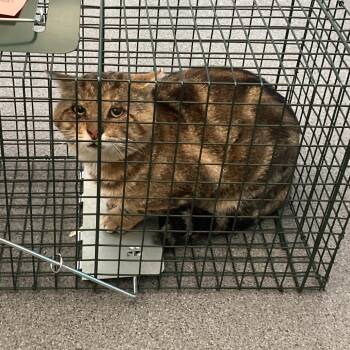 Stevens -  Domestic Short Hair Cat for Adoption in Montgomery, Alabama - Stevens | PetCurious
