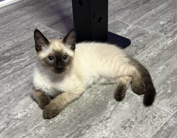 Cosmo -  Domestic Short Hair and Siamese Cat for Adoption in Auburn, Washington - Cosmo | PetCurious