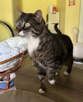Rescue Domestic Short Hair Cats for Adoption in Spring City, Pennsylvania - Loki | PetCurious